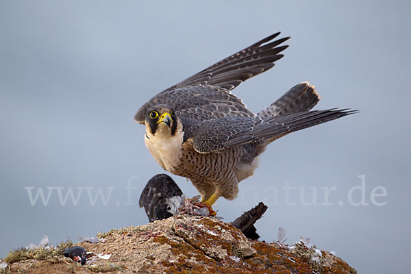 Wüstenfalke (Falco pelegrinoides)