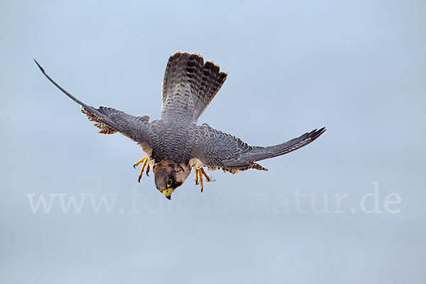 Wüstenfalke (Falco pelegrinoides)