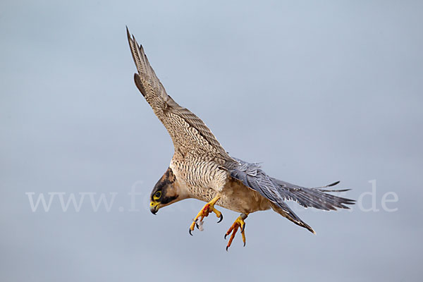 Wüstenfalke (Falco pelegrinoides)