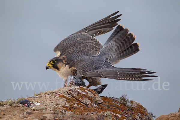 Wüstenfalke (Falco pelegrinoides)