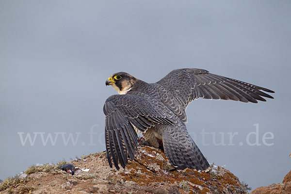 Wüstenfalke (Falco pelegrinoides)