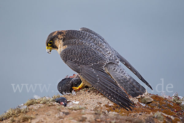 Wüstenfalke (Falco pelegrinoides)