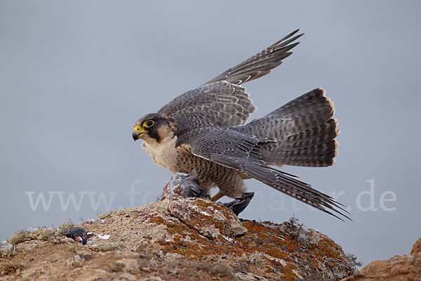 Wüstenfalke (Falco pelegrinoides)