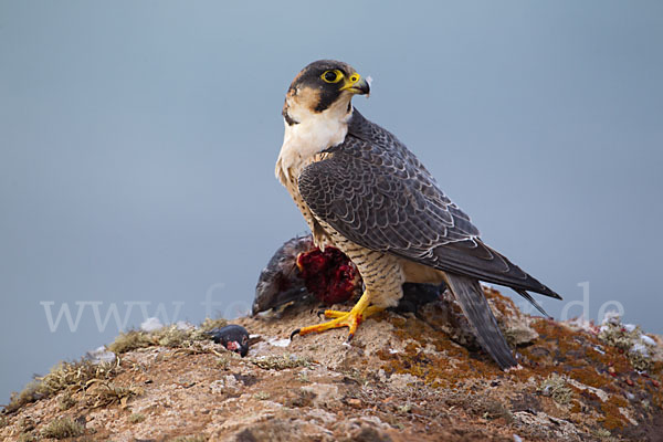 Wüstenfalke (Falco pelegrinoides)