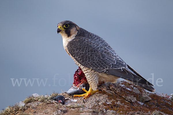 Wüstenfalke (Falco pelegrinoides)