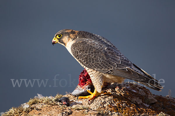 Wüstenfalke (Falco pelegrinoides)