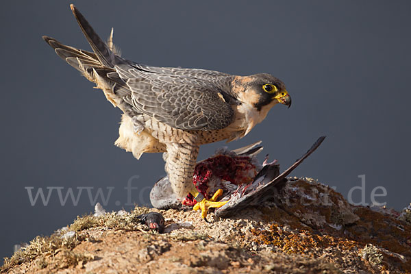 Wüstenfalke (Falco pelegrinoides)