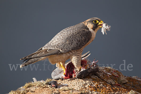 Wüstenfalke (Falco pelegrinoides)