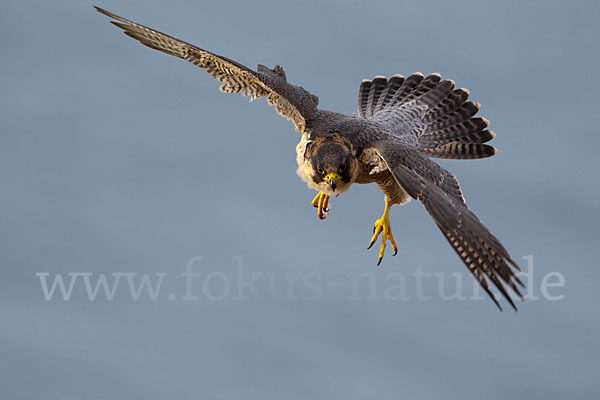 Wüstenfalke (Falco pelegrinoides)