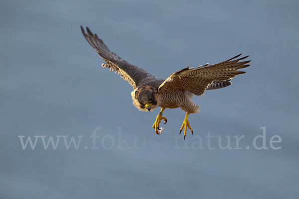 Wüstenfalke (Falco pelegrinoides)