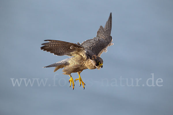 Wüstenfalke (Falco pelegrinoides)