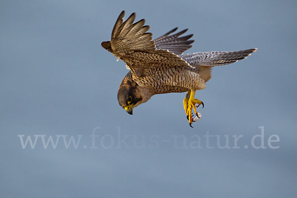 Wüstenfalke (Falco pelegrinoides)