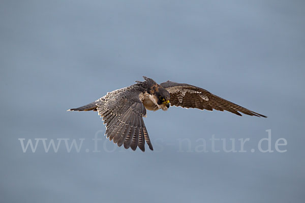 Wüstenfalke (Falco pelegrinoides)