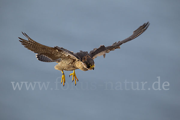 Wüstenfalke (Falco pelegrinoides)