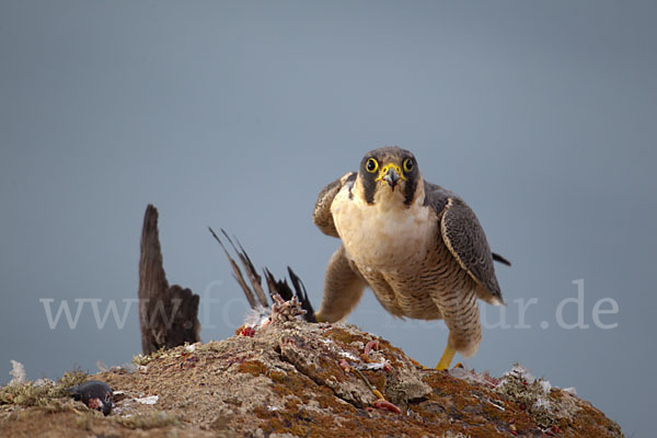 Wüstenfalke (Falco pelegrinoides)