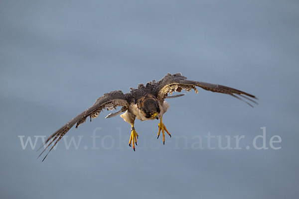 Wüstenfalke (Falco pelegrinoides)