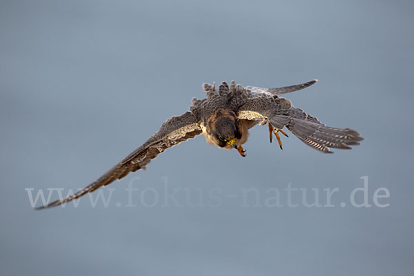 Wüstenfalke (Falco pelegrinoides)