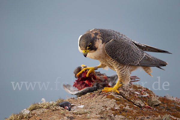 Wüstenfalke (Falco pelegrinoides)