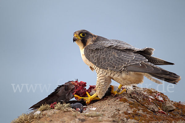 Wüstenfalke (Falco pelegrinoides)