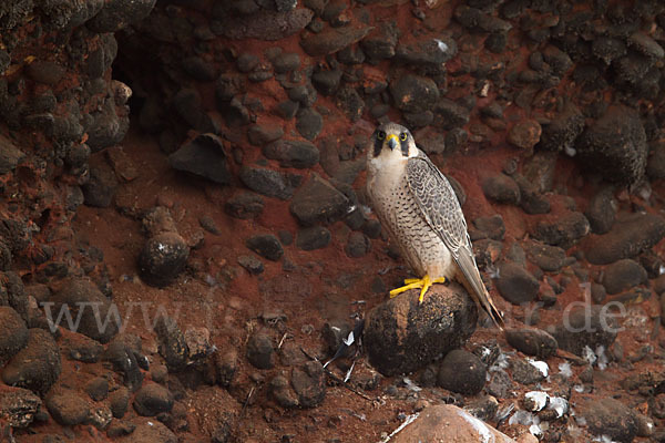 Wüstenfalke (Falco pelegrinoides)