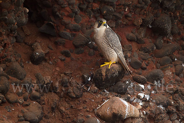 Wüstenfalke (Falco pelegrinoides)