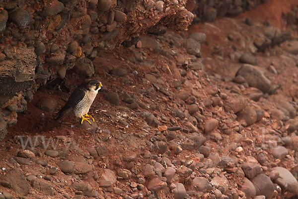 Wüstenfalke (Falco pelegrinoides)