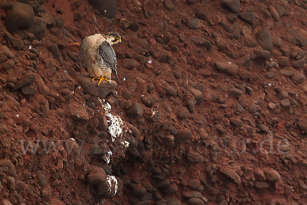 Wüstenfalke (Falco pelegrinoides)