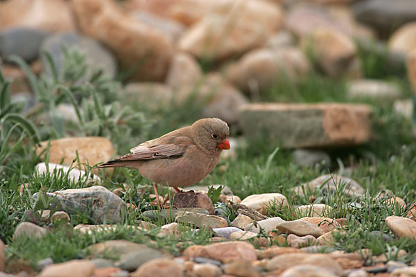 Wüstengimpel (Bucanetes githagineus)