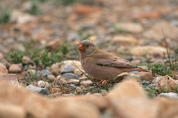 Wüstengimpel (Bucanetes githagineus)