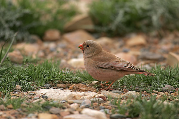 Wüstengimpel (Bucanetes githagineus)