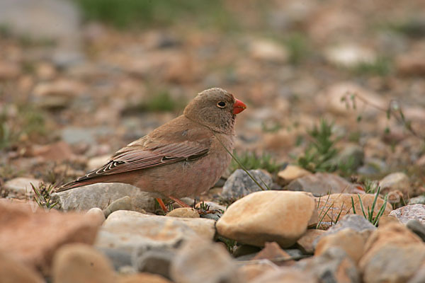 Wüstengimpel (Bucanetes githagineus)