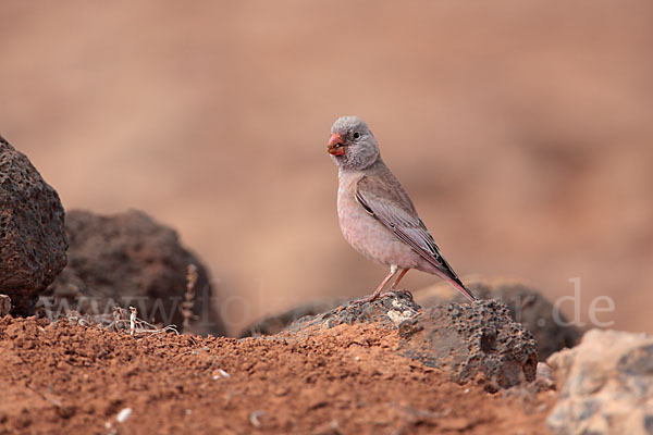 Wüstengimpel (Bucanetes githagineus)