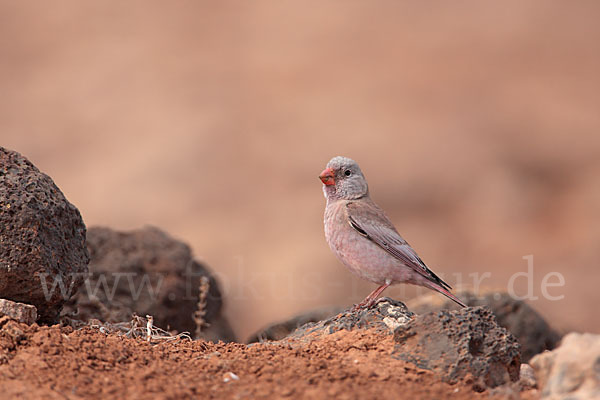 Wüstengimpel (Bucanetes githagineus)