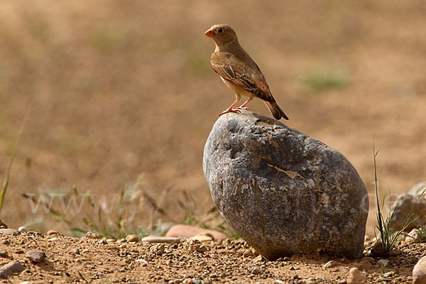 Wüstengimpel (Bucanetes githagineus)