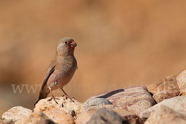 Wüstengimpel (Bucanetes githagineus)