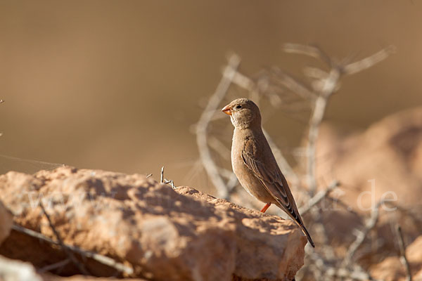 Wüstengimpel (Bucanetes githagineus)