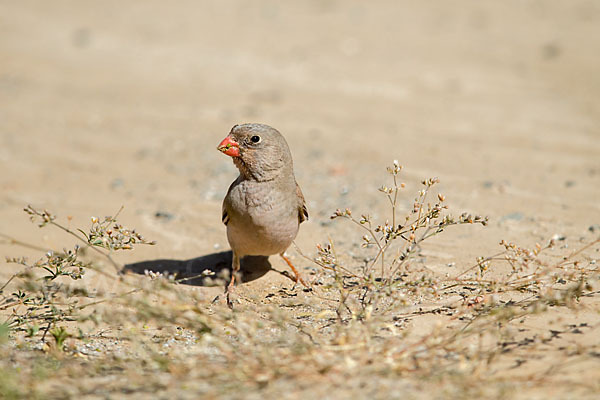 Wüstengimpel (Bucanetes githagineus)