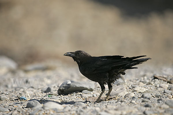 Wüstenrabe (Corvus ruficollis)