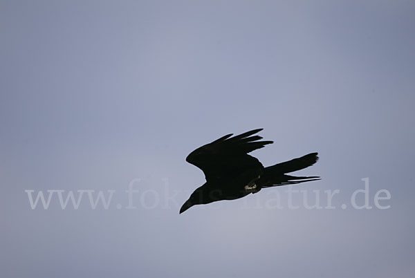 Wüstenrabe (Corvus ruficollis)