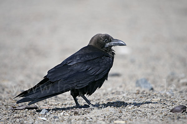 Wüstenrabe (Corvus ruficollis)