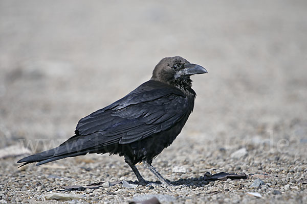 Wüstenrabe (Corvus ruficollis)