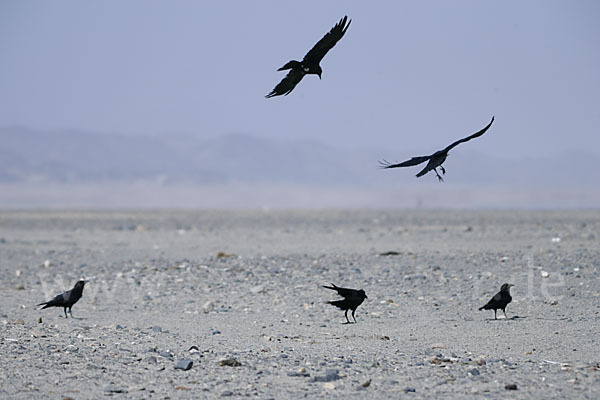 Wüstenrabe (Corvus ruficollis)