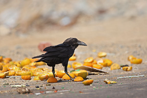 Wüstenrabe (Corvus ruficollis)