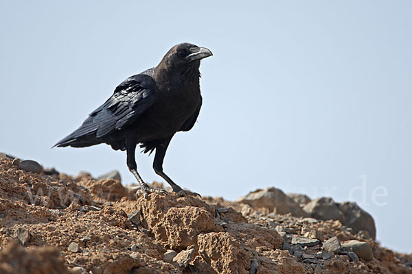 Wüstenrabe (Corvus ruficollis)