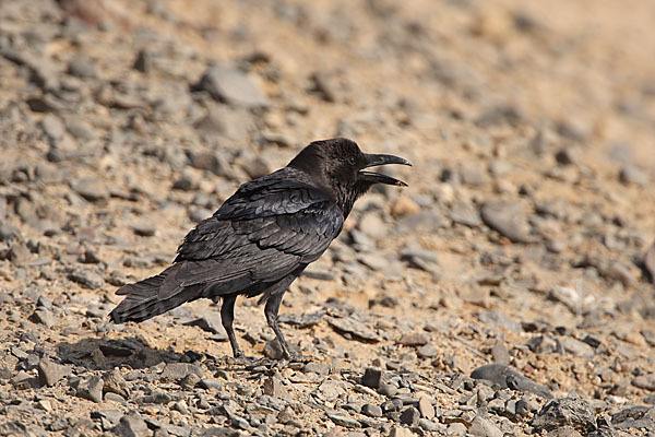 Wüstenrabe (Corvus ruficollis)