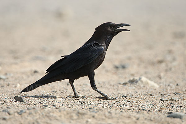 Wüstenrabe (Corvus ruficollis)