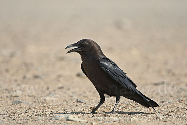 Wüstenrabe (Corvus ruficollis)