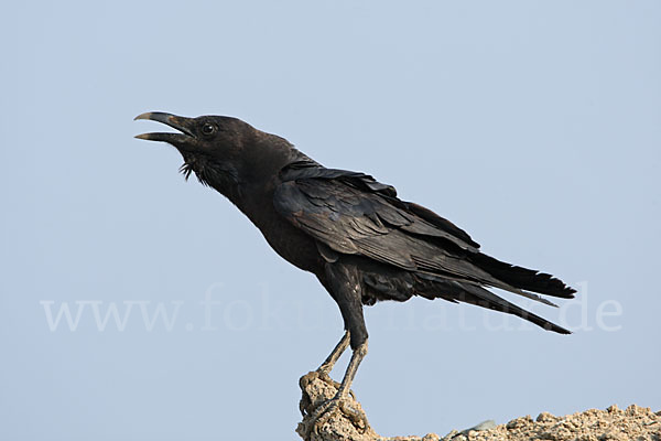 Wüstenrabe (Corvus ruficollis)