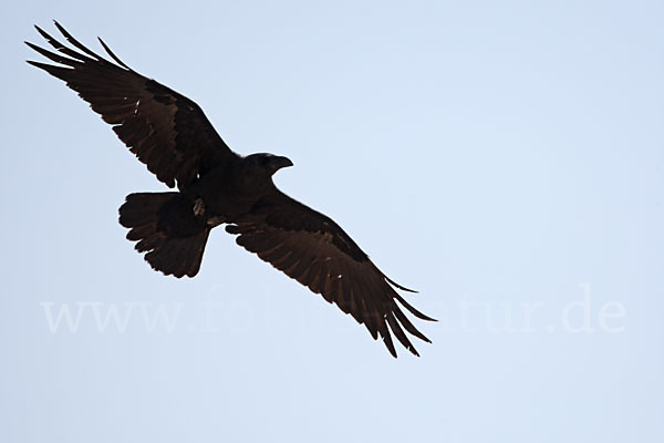 Wüstenrabe (Corvus ruficollis)