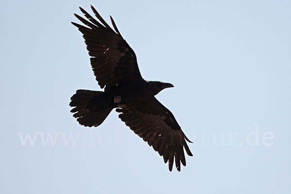 Wüstenrabe (Corvus ruficollis)